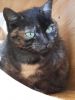 Kitti (2)